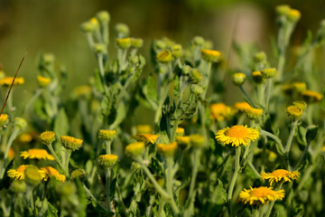 Common fleabane (Pulicaria dysenterica). A group of yellow flowers on these plants in the daisy family (Asteraceae), growing on a British woodland edge