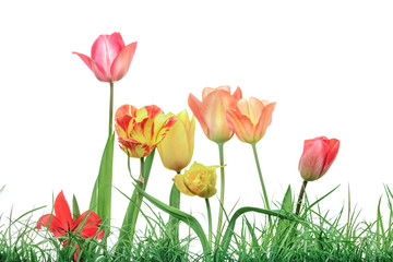 tulips garden with grass, isolated on white background