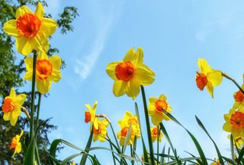 field with yellow daffodils in spring