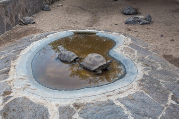  Arnaldo Tupiza Chamaidan, Giant Tortoise Breeding Center, Isabela Island, Galapagos Islands