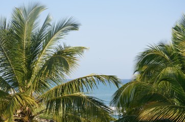 Fototapeta na wymiar View of sea through Palm Trees