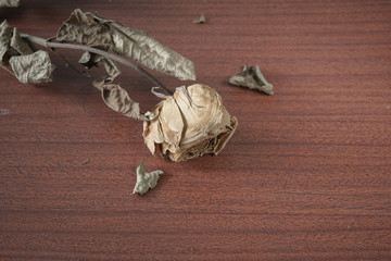 The last valentine rose.