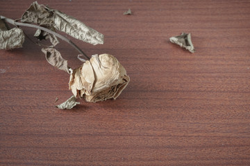 The last valentine rose.