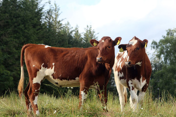 Fototapeta na wymiar Two brown cows in Norway countryside 