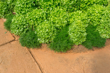 Green Oakleaf Lettuce in garden