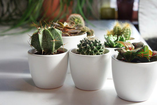 Mix of cactuses and other plants in the white pots