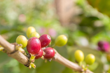 Coffee beans on trees