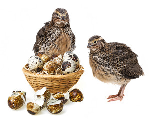 quail eggs 