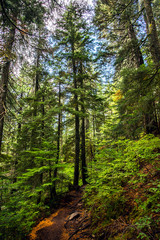 deserted hiking trail in the middle of a lush forest of pines in the rocky mountains of british columbia