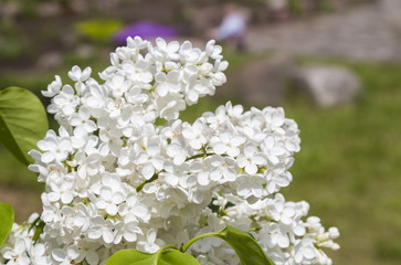 Blossoming Syringa vulgaris in Minsk a botanical garden, Belarus