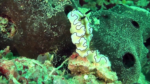 Magnificent slugs – nudibranch Glossodoris Atromarginata