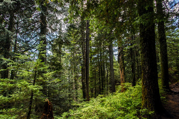 Obraz premium deserted hiking trail in the middle of a lush forest of pines in the rocky mountains of british columbia