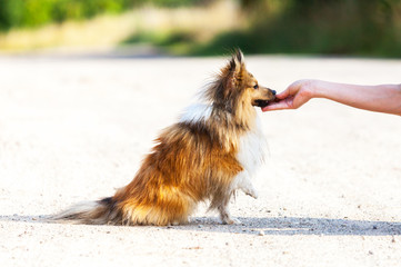 Sheltie bekommt Leckerlie / Shetland Sheepdog / dog sitting 