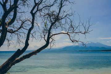 view of the island in the ocean through the tree branches