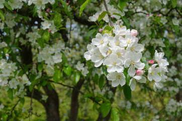 Apfelblüte