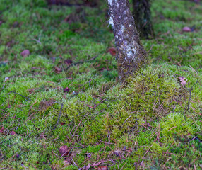Baumstamm im Zauberwald mit Feen