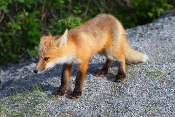 Fox