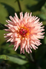 Close up of pink dahlia flowers in garden