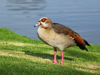 Egyptian goose