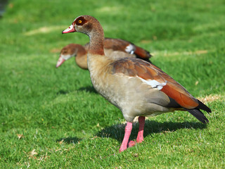 An Egyptian goose