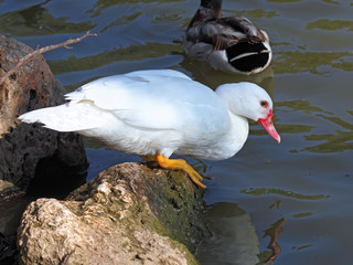  white duck