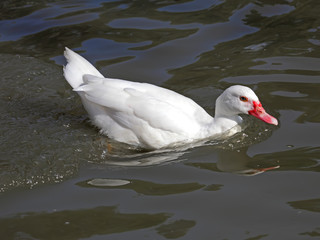 white duck