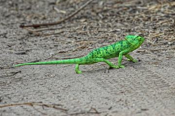 green chameleon