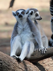 funny image of two ring-tailed lemurs