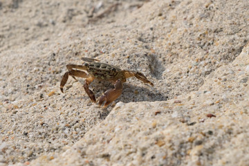 Crab on the Beach