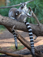  lemurs