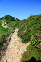 Fototapeta premium Wandern im Grünen