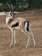 Thomson's gazelle