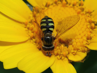 Wasp on Yellow Flower