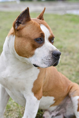 American Stafford Terrier outdoor portrait