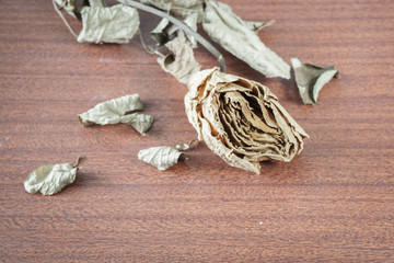 The last valentine rose.