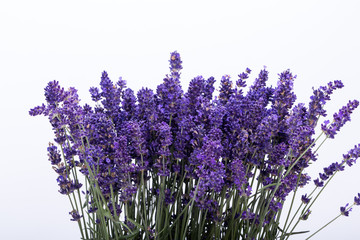 .Lavender isolated on white background. Close up.