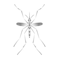 Fever mosquito species aedes aegyti isolated on white background