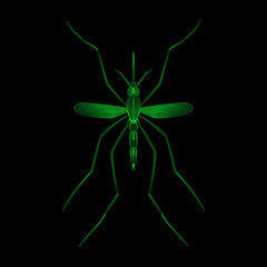 Fever mosquito species aedes aegyti isolated on black background