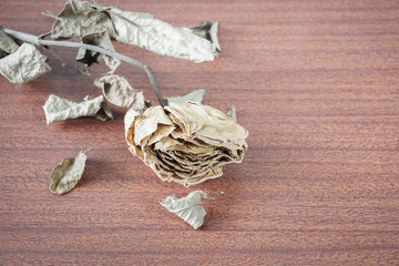 The last valentine rose.