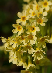 Flowers of a common cowslip in a meadow. Selective focus. (Primula veris)