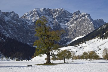Fototapeta na wymiar Bergahorn vor Laliderwand, GroÃŸen Ahornboden, Karwendel
