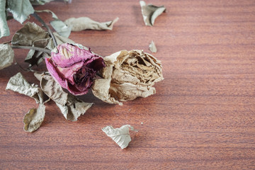 The last valentine rose.