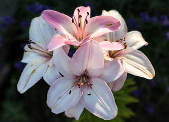 Naklejka premium pink lily flower in garden