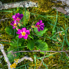 Primula flowers on the ground with moss