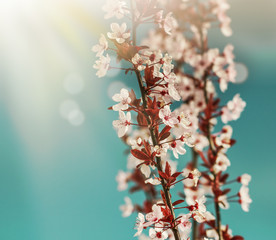 Twig of Pink Cherry Plum