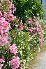 Obraz premium Bush with bright purple wild flowers.