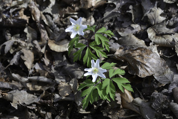 Anémone sylvestre ou des forêt