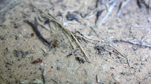 Ants life in slow motion shot