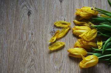 Withered tulips on the floor