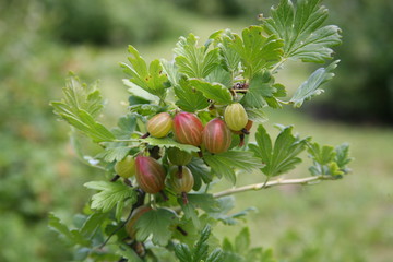 Gooseberry